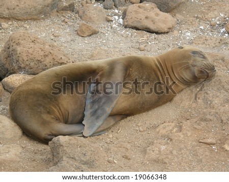 sleeping galapagos sea lion