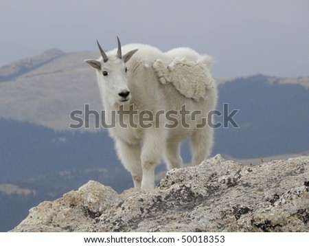 mountain goat on mount evans,  colorado