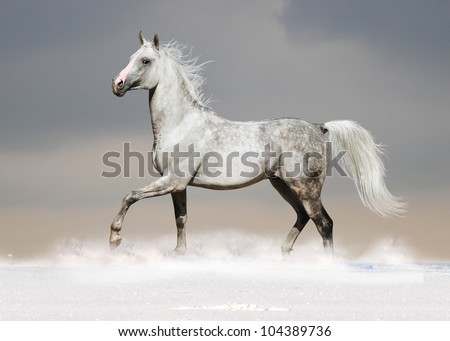 white arab horse in the snow