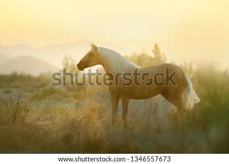 The palomino andalusian horse posing in sunrise spanish preries Zdjęcia stock © 