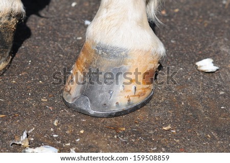 Horse hoof with horseshoe close up