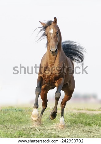 horse runs free in the field