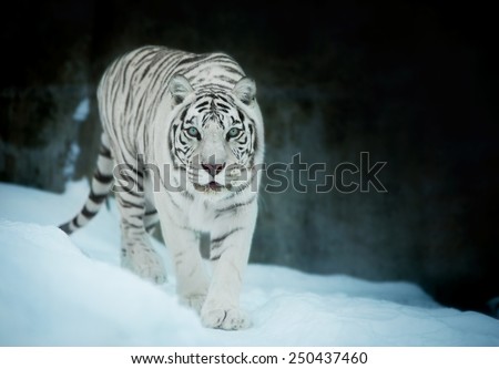 Attention in eyes of a white bengal tiger, walking on fresh snow in winter forest. The most beautiful animal and very dangerous beast of the world. Animal portrait on rocky background.