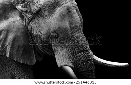 Similar – Image, Stock Photo The old elephant is alone in the Etosha pan. I wonder what he’s been through…