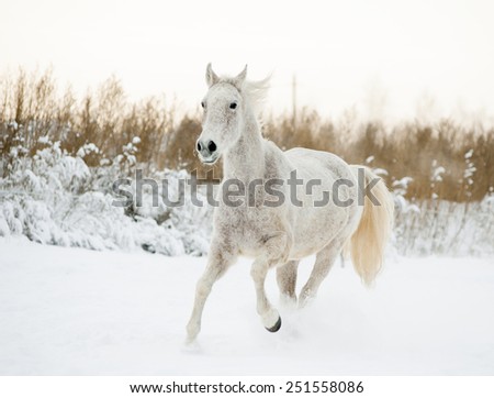 White horse portrait in motion in winter
