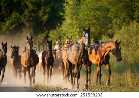 Herd of akhal-teke horses in the way to pusture on sunset