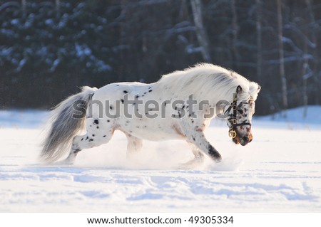 appaloosa pony running in field