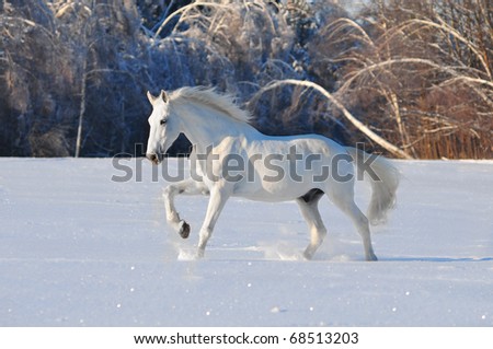 free white horse on winter background