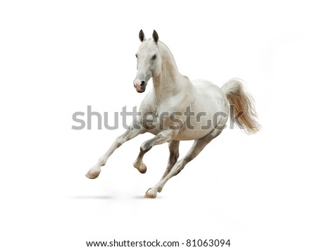 White Akhal-Teke Horse Isolated On White Stock Photo 81063094 ...