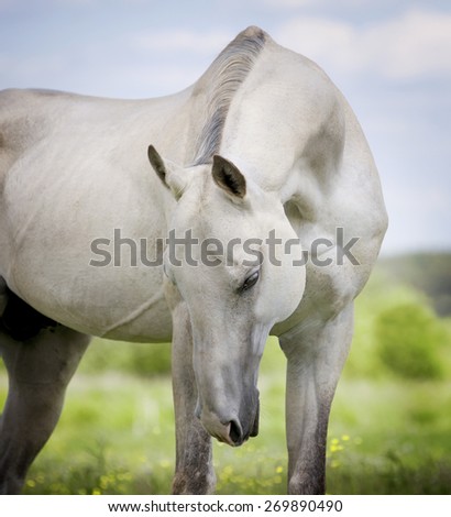 white akhal-teke horse with beautiful neck