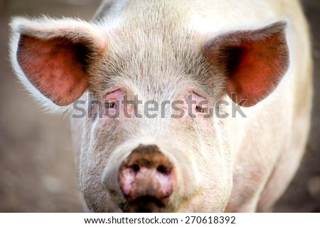 sad pig face closeup