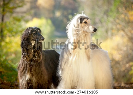 two afghan hounds portrait in autumn