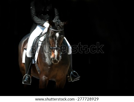 dressage horse portrait before start against black background