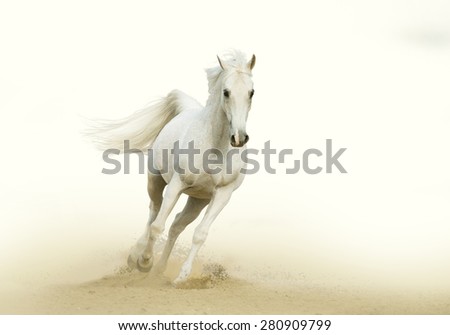 white horse gallop in a desert