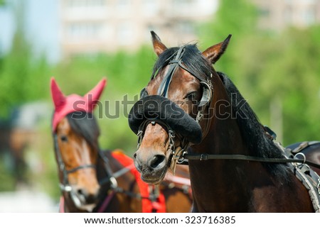 trotters heads on racetrack before start