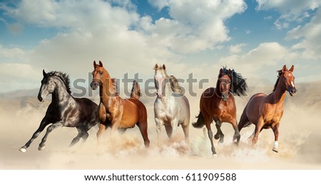 five horses run free in preries Zdjęcia stock © 