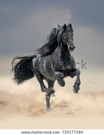 Similar – Image, Stock Photo Black Friesian horses in a pasture meadow in the Alps in the summer