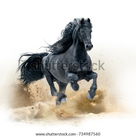 Similar – Image, Stock Photo Black Friesian horses in a pasture meadow in the Alps in the summer