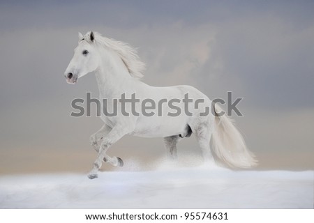 white P.R.E. stallion runs free in winter Stock fotó © 