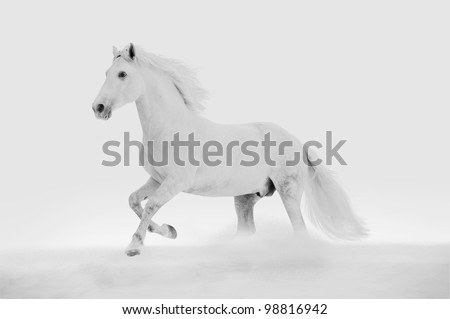 white horse in the snow Stock fotó © 