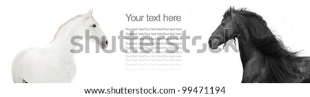 design of website header with black and white horses