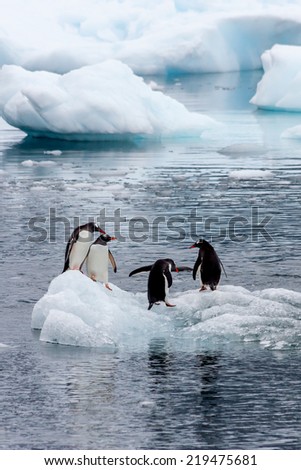 A group of Gentoo Penguins on an iceberg, Antarctica.