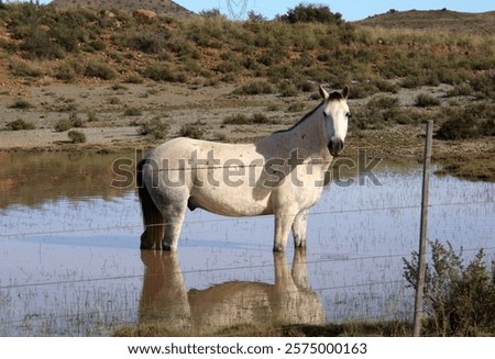 Similar – Image, Stock Photo a big puddle in Mauerpark Berlin