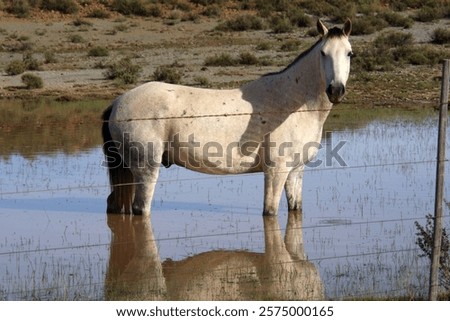 Similar – Image, Stock Photo a big puddle in Mauerpark Berlin