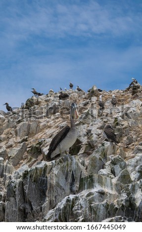 Similar – Image, Stock Photo Several birds over mountain top in black and white