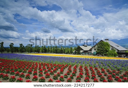 HOKKAIDO, JAPAN - JULY 8 2014 : Tomita farm, Furano, Japan. It is the famous and beautiful flower fields in Hokkaido Japan