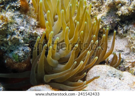 Sea Anemone in Bocas del Toro, Panama