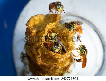 Stingless Bees Building a Nest in an Empty Cooler, Toledo, Belize