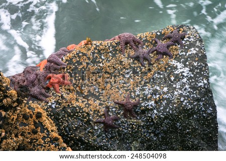 Starfish Clinging to a Rock with Barnacles on the Oregon Coast, USA