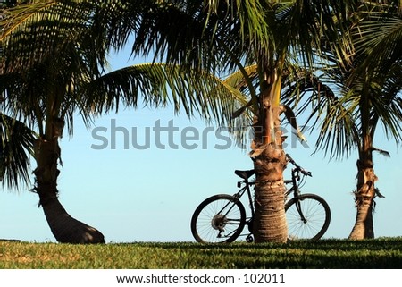 Coconut palms along a walkway, with a bicycle.