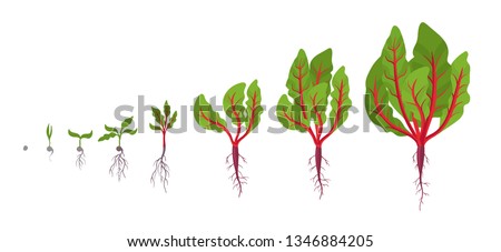 Chard growth stages. Planting of leaf stalks plant. Swiss chard taproot life cycle. Vector illustration on white background. Beta vulgaris.