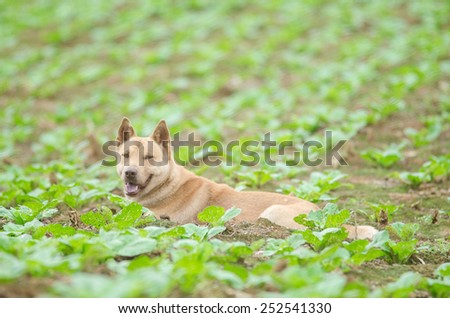 Dog in the vegetable garden, Phu Thap Boek ,thai