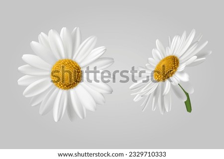 Two chamomile flowers on a light background. Realistic illustration of chamomile flowers. Vector