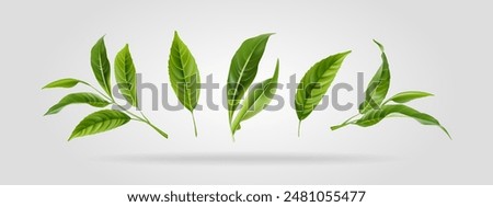 Similar – Image, Stock Photo green plant leaves in the nature in spring season