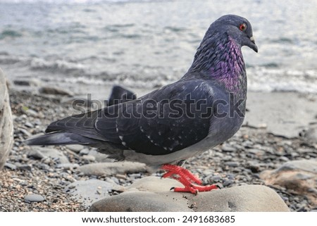 Image, Stock Photo Sea of doves Barcelona