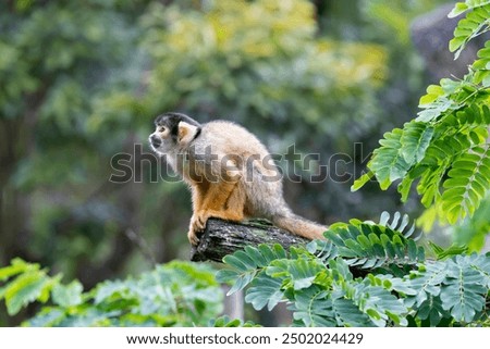 Similar – Image, Stock Photo Watched by a squirrel