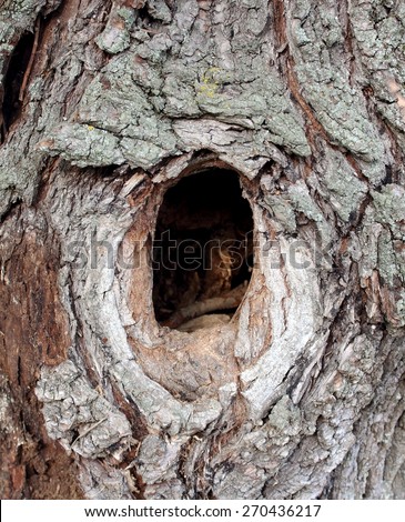 Bird nest hole tree trunk