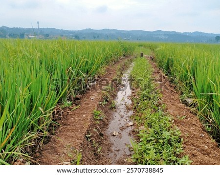 Similar – Image, Stock Photo Land of plenty | for vegetable lovers