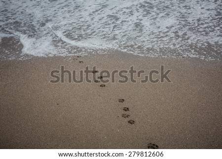 Color picture of dog paw prints in the sand