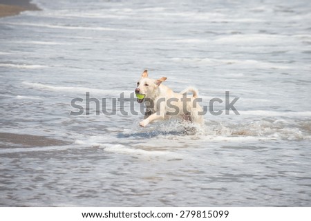 Color picture of a dog fetching a ball from the sea