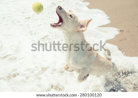Color picture of a dog playing by the sea
