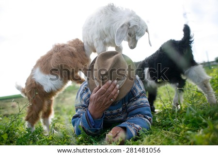 Color picture of goat kids on top of shepherd