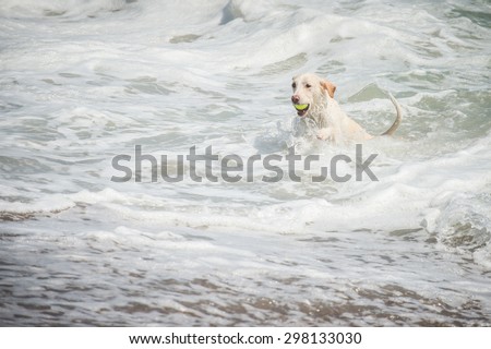 Color picture of a dog fetching a ball from the sea