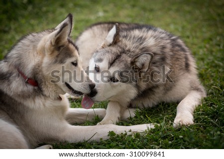 Color picture of an Alaskan Malamutes licking each other\'s faces
