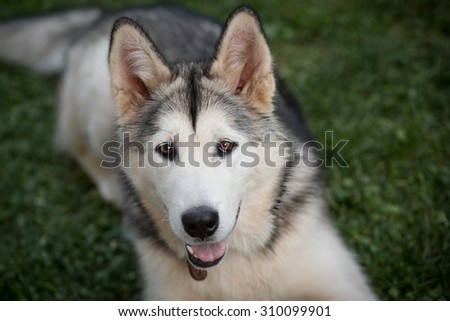 Color picture of an Alaskan Malamute outside