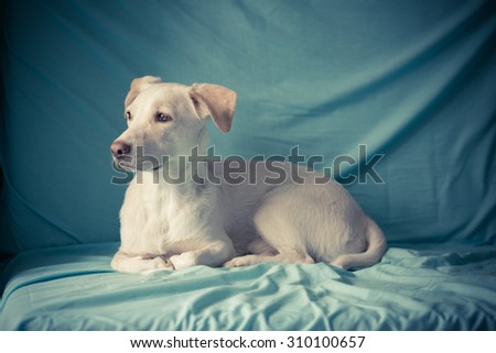 Color portrait of a cute dog on a bed